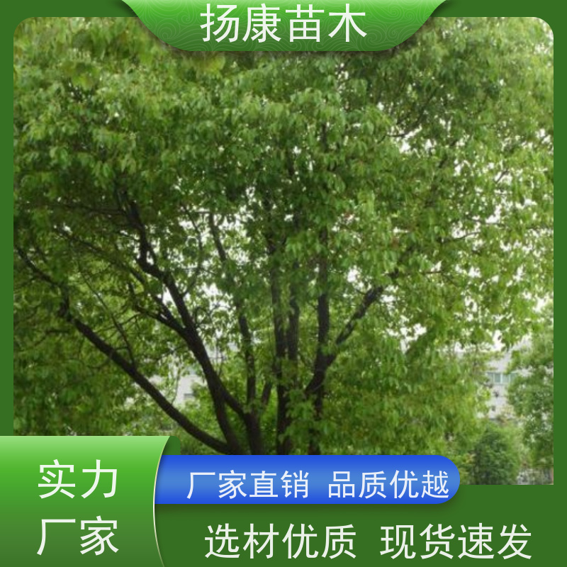 扬康苗木 耐旱抗污染 货源充足 各种规格可选 15公分香樟树