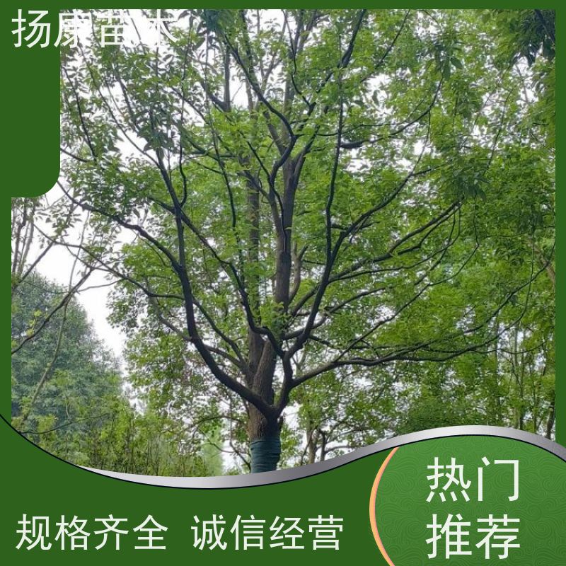 扬康苗木 大小规格齐全 景区道路园林绿化工程树种 6公分香樟树