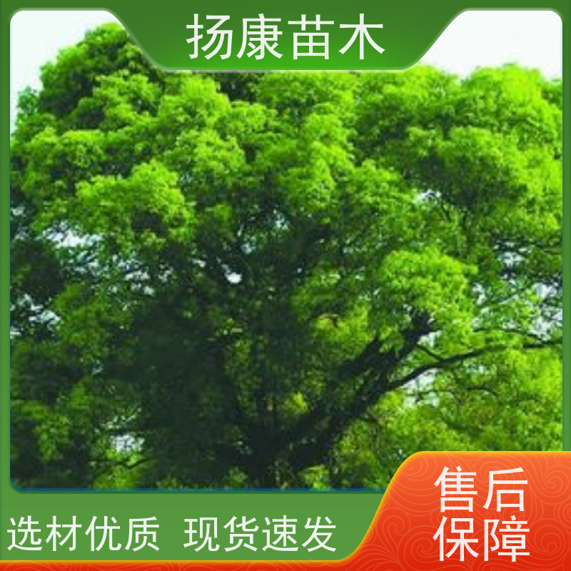 扬康苗木 高度3-12米 胸径3-15公分规格齐全 移栽香樟树