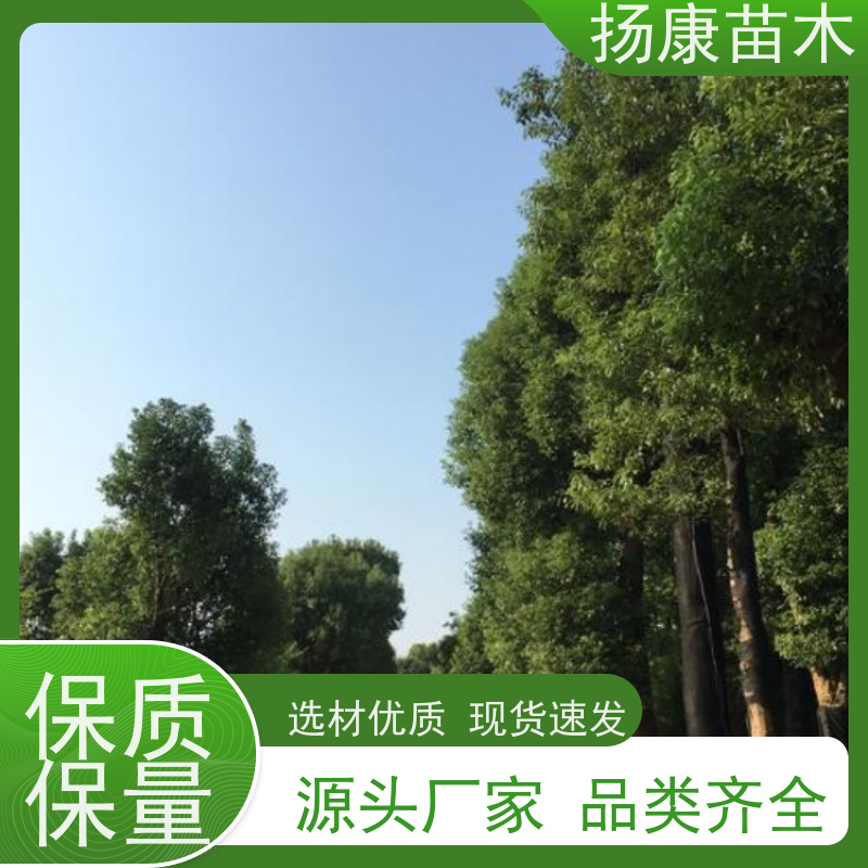 扬康苗木 大小规格齐全 景区道路园林绿化工程树种 香樟树