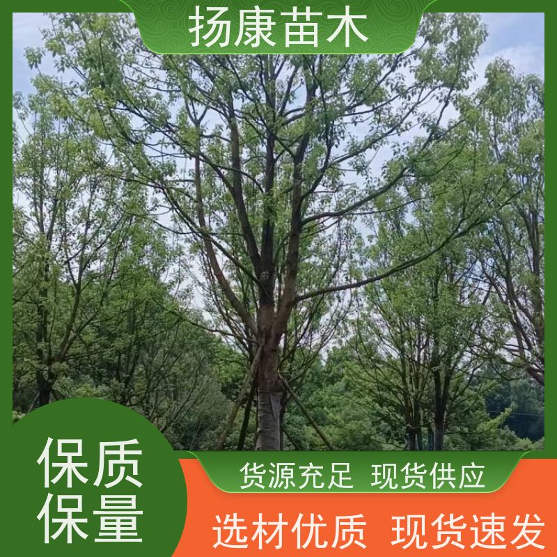 扬康苗木 大小规格齐全 景区道路园林绿化工程树种 香樟树木