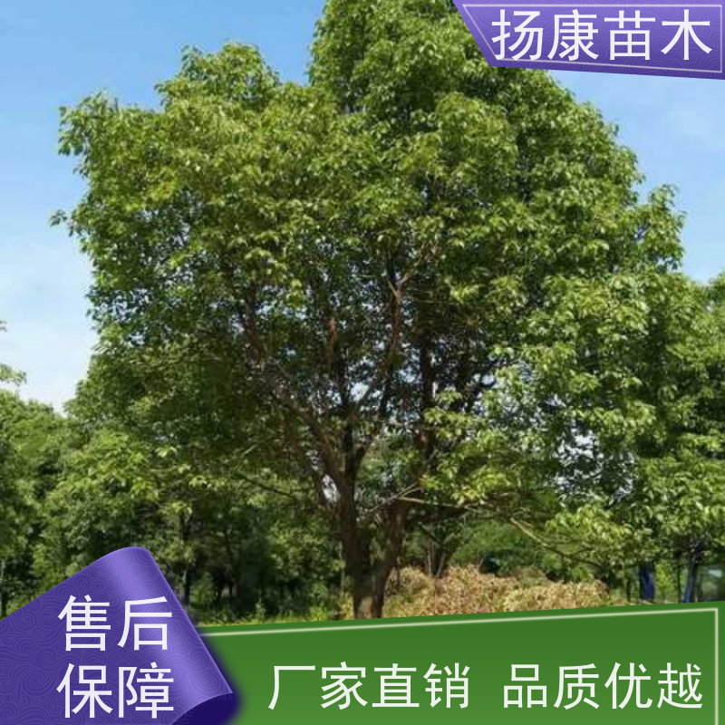 扬康苗木 高度3-12米 胸径3-15公分规格齐全 25公分香樟树 