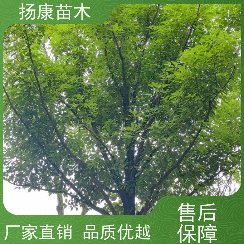 扬康苗木 高度3-12米 胸径3-15公分规格齐全 19公分香樟树