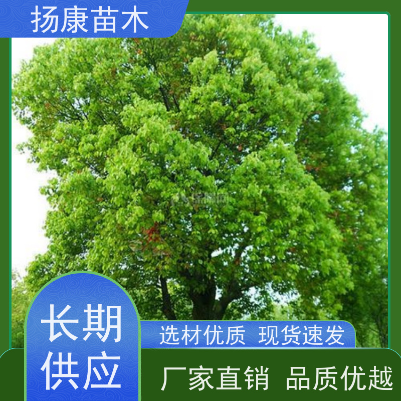 扬康苗木 包成活率 包运输 规格多样 25公分香樟树 