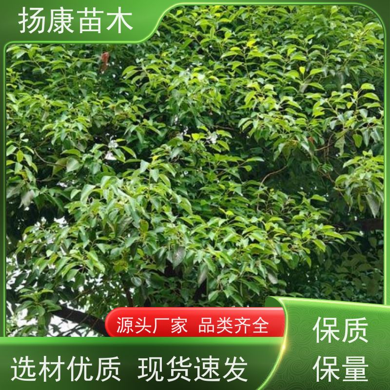 扬康苗木 冠幅饱满树形优美 四季常绿 11公分香樟树