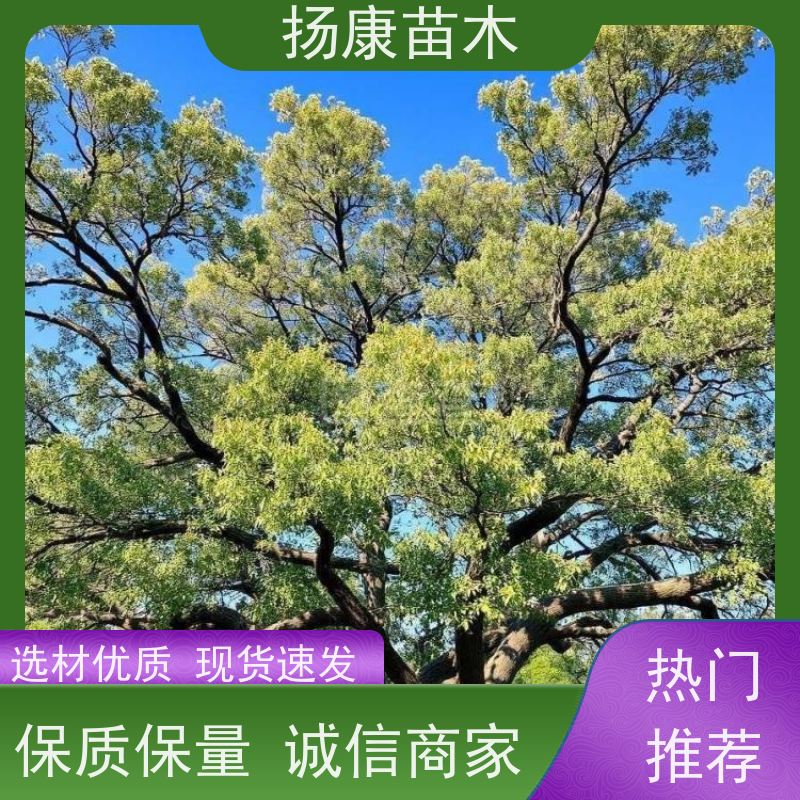 扬康苗木 大小规格齐全 景区道路园林绿化工程树种 17公分香樟树