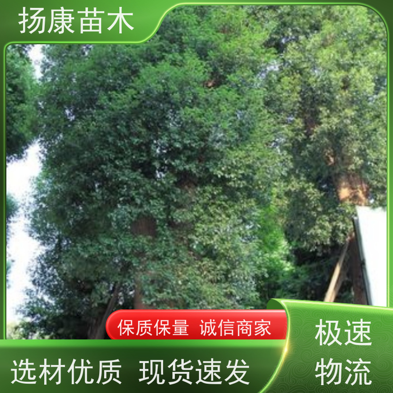 扬康苗木 耐旱抗污染 货源充足 各种规格可选 13公分香樟树