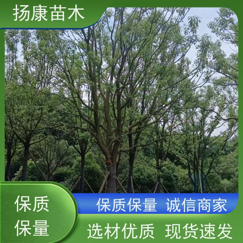 扬康苗木 城市乡镇行道风景庭荫防护树 基地直供 20公分香樟树