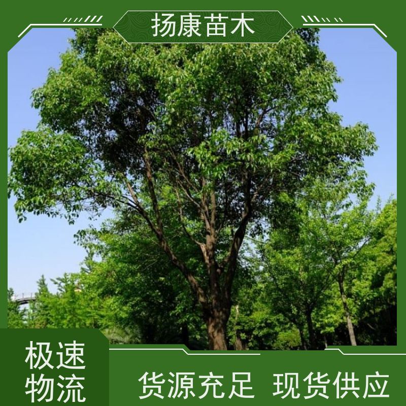 扬康苗木 包成活率 包运输 规格多样 10公分香樟树