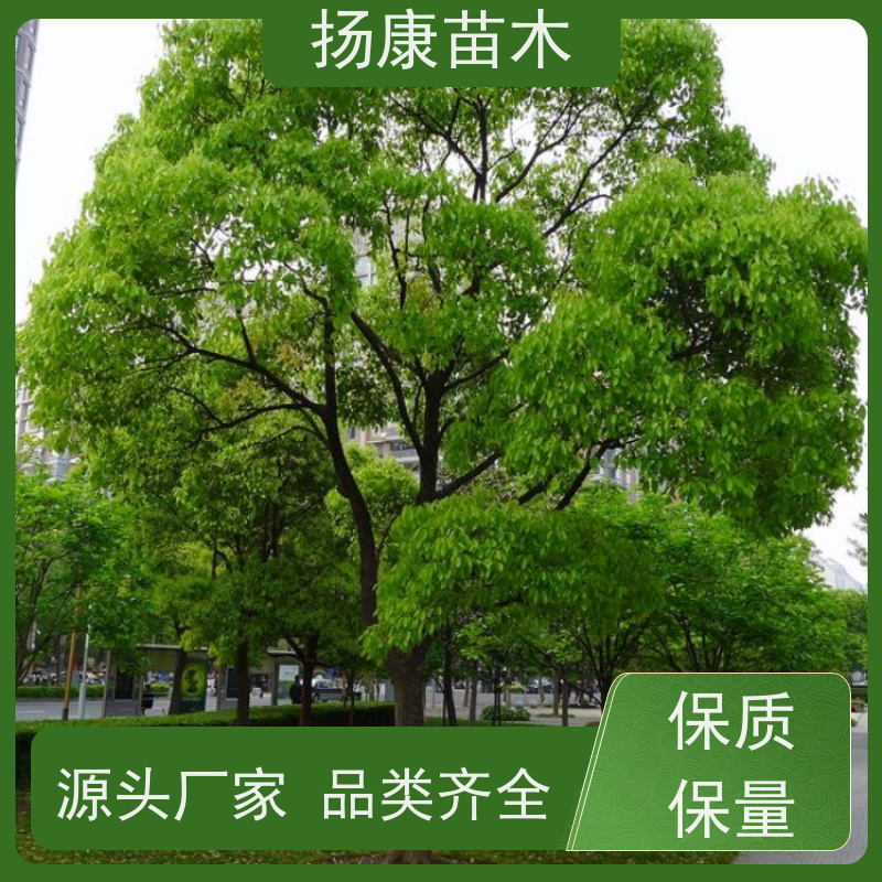 扬康苗木 冠幅饱满树形优美 四季常绿 丛生香樟树