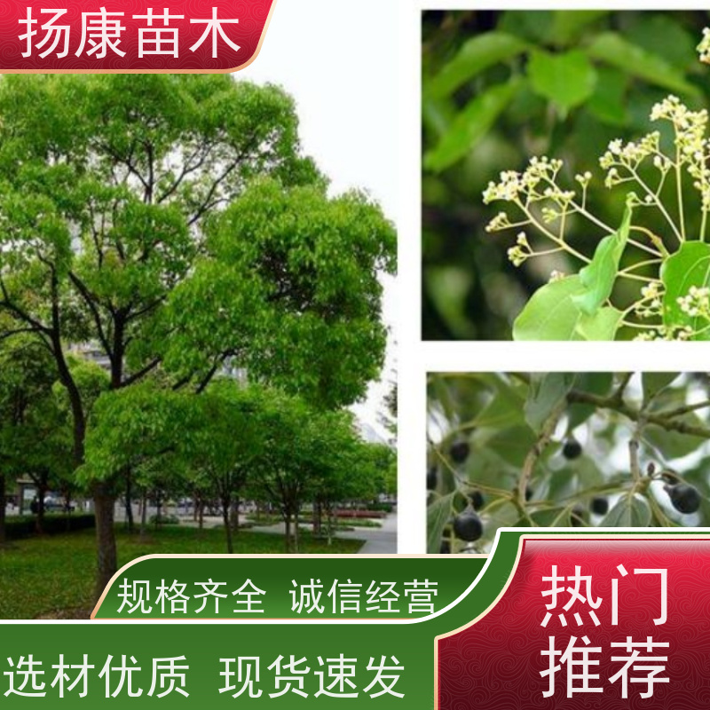 扬康苗木 包成活率 包运输 规格多样 11公分香樟树