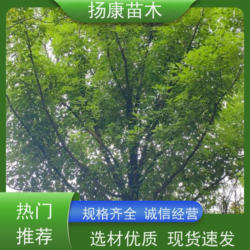 扬康苗木 丛生多杆单杆 绿化风景树 移栽苗成活率有保障 香樟树木