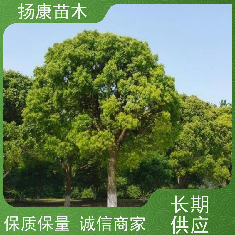 扬康苗木 耐旱抗污染 货源充足 各种规格可选 25公分香樟树 
