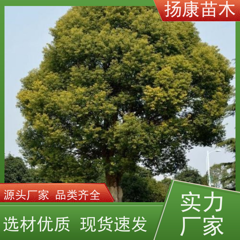 扬康苗木 景区园林行道风景绿化工程苗 30公分香樟树