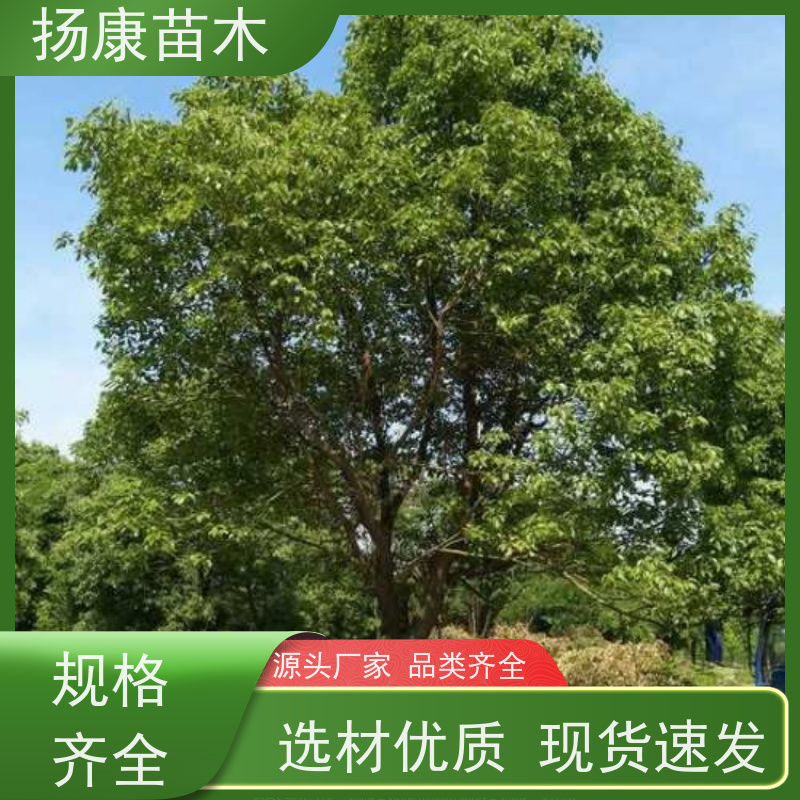 扬康苗木 基地现选现挖 成活率高 18公分香樟树