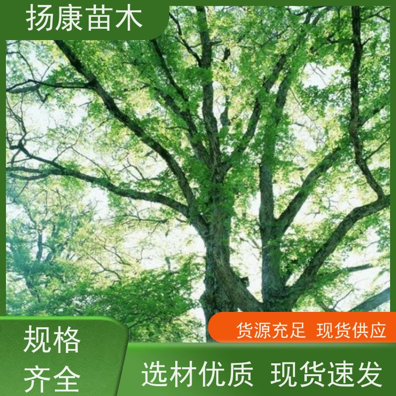 扬康苗木 耐旱抗污染 货源充足 各种规格可选 香樟树