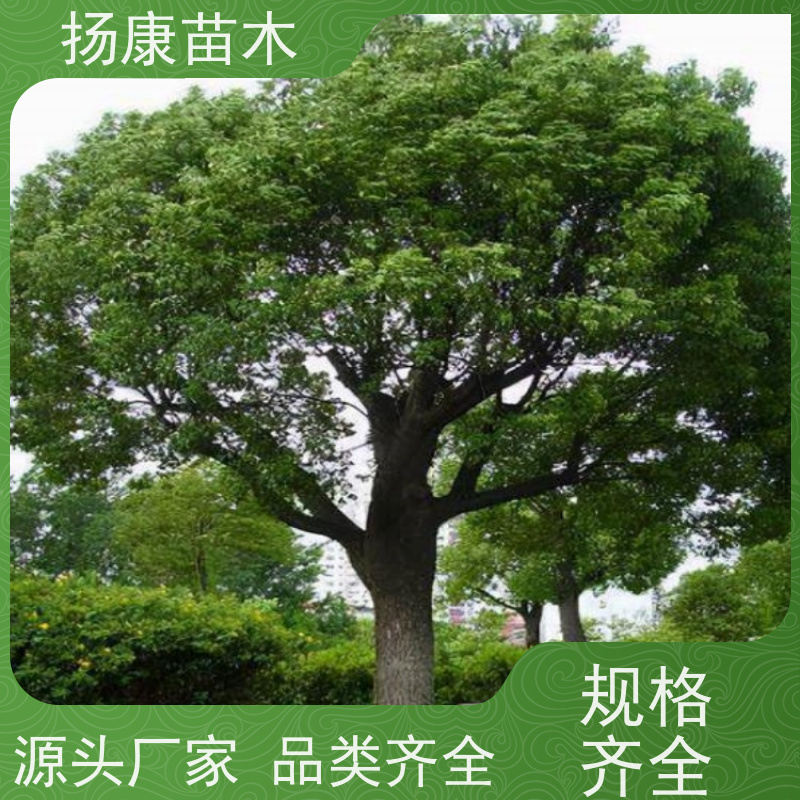 扬康苗木 冠幅饱满树形优美 四季常绿 12公分香樟树