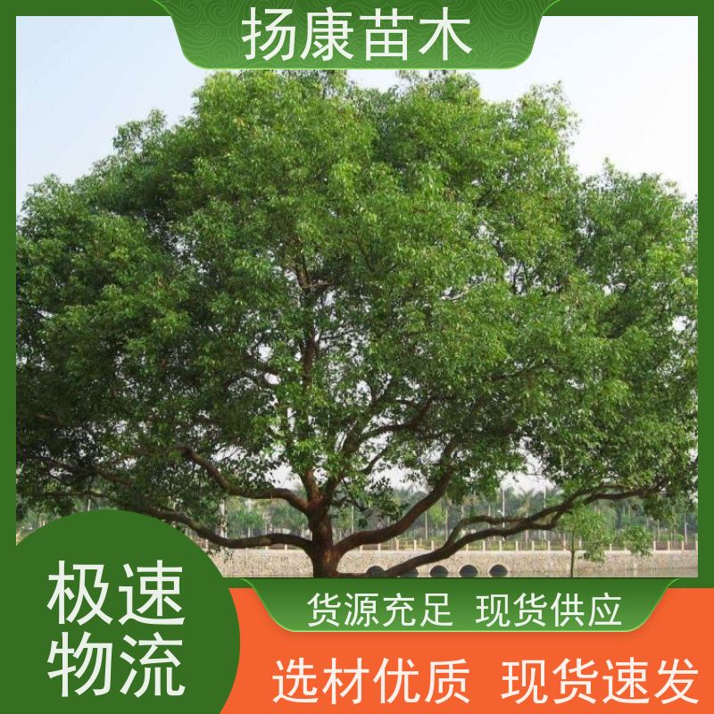 扬康苗木 基地现选现挖 成活率高 10公分香樟树
