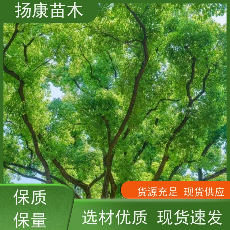 扬康苗木 包成活率 包运输 规格多样 30公分香樟树