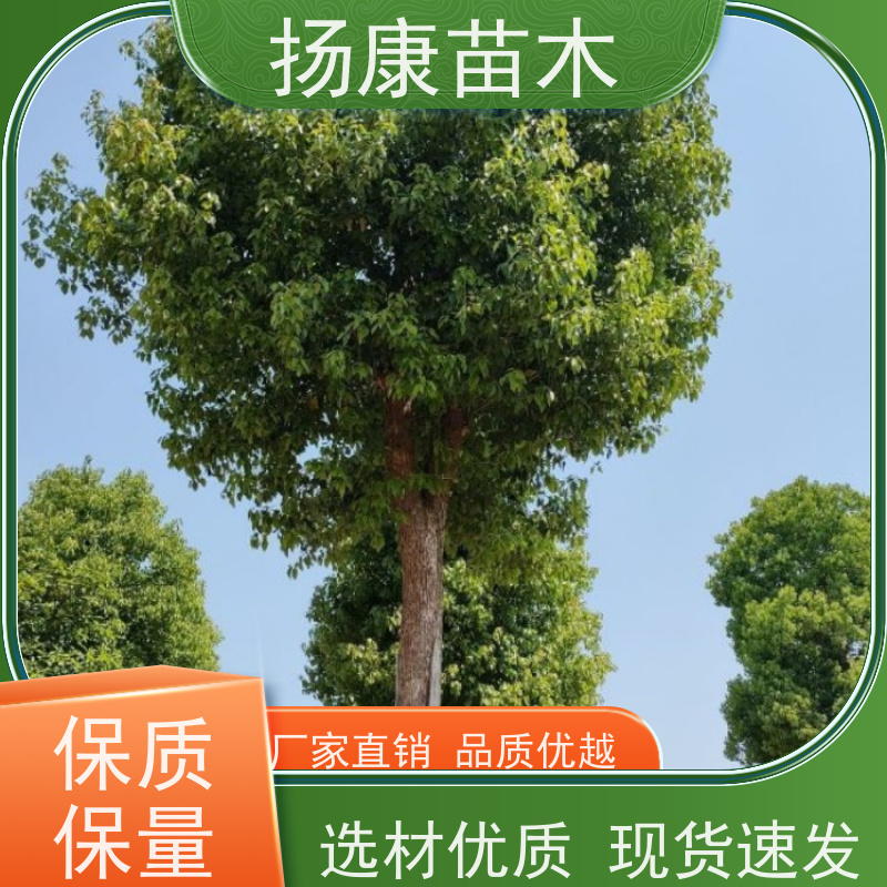 扬康苗木 多种规格四季常青乔木 市政城市道路绿化 13公分香樟树