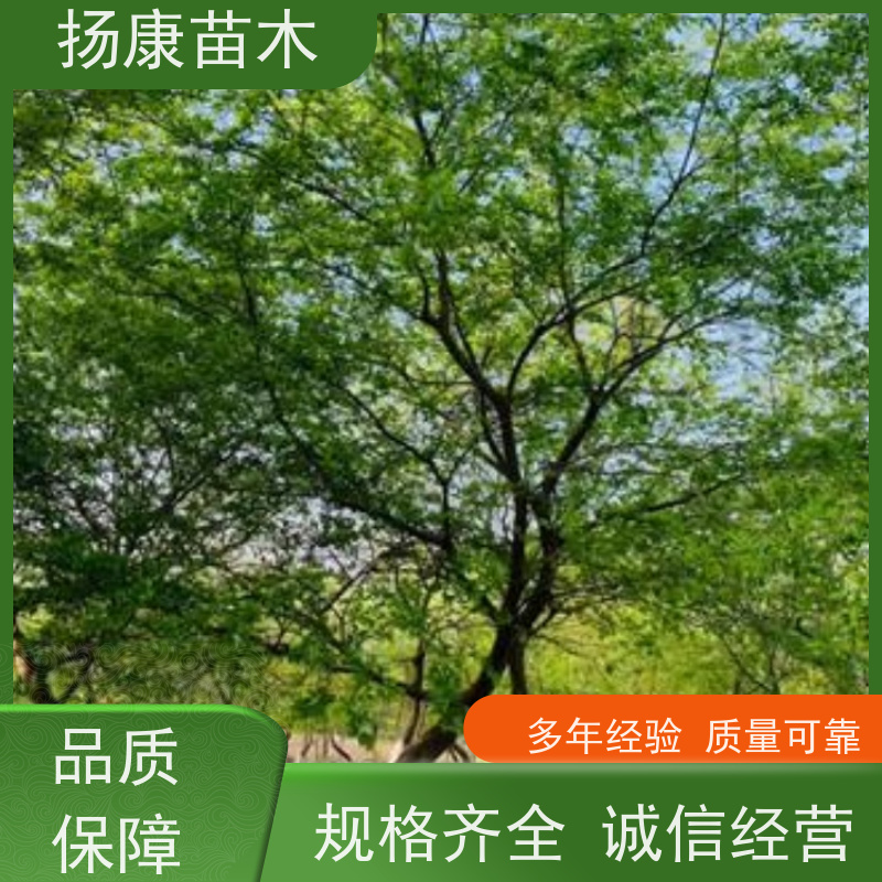 70公分丛生朴树 扬康苗木 苗圃基地批发 树形精品