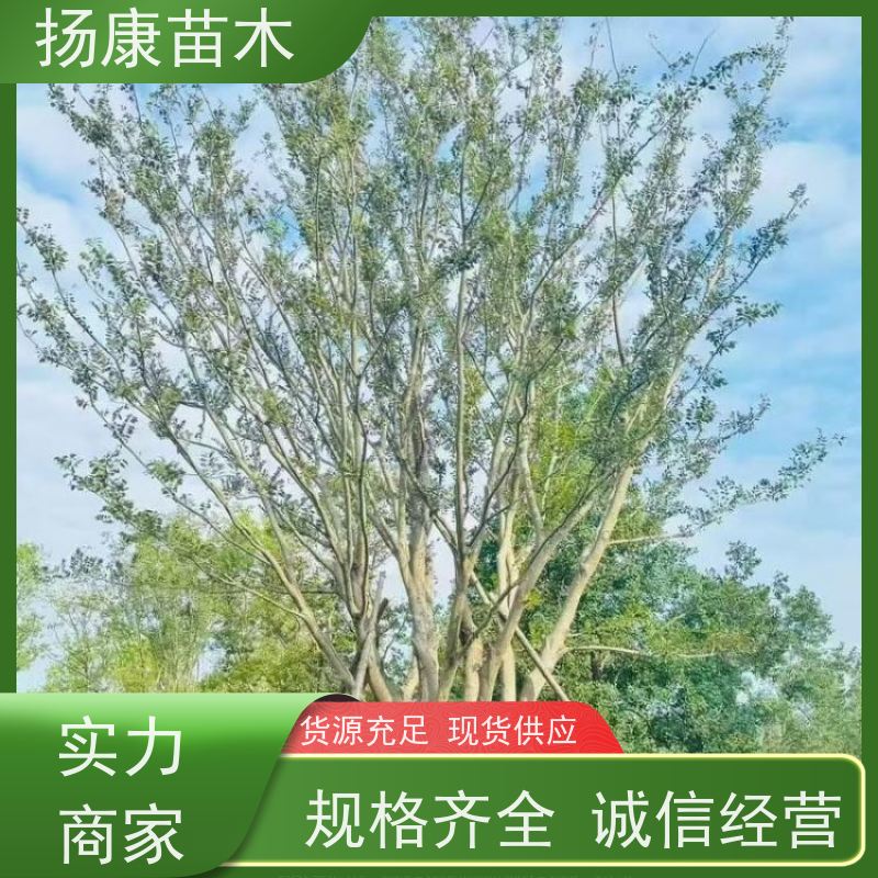 丛生朴树10米 扬康苗木 耐寒适应力较强适合公园庭院街道公路荫树