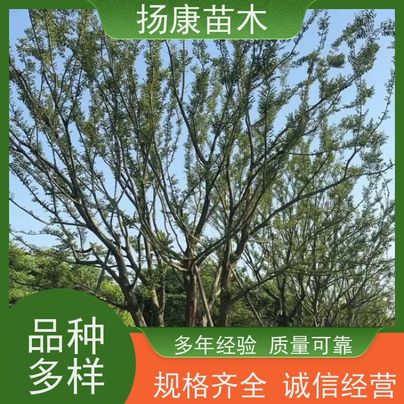 50公分丛生朴树 扬康苗木 大型乔木种植基地 工程行道树 存活率高