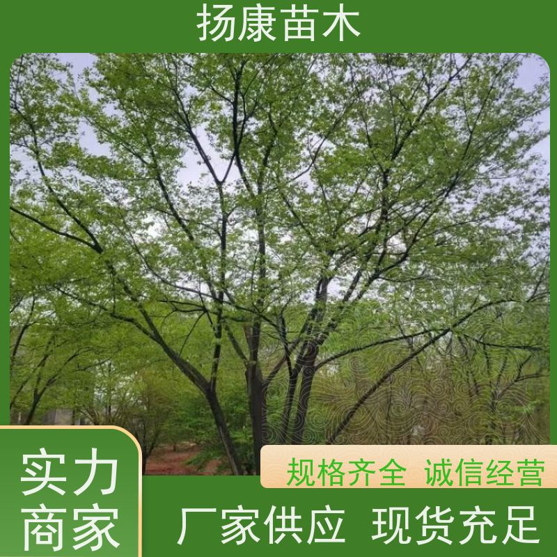 12公分丛生朴树 扬康苗木 抗风抗烟滞尘 容易存活 生长速度快