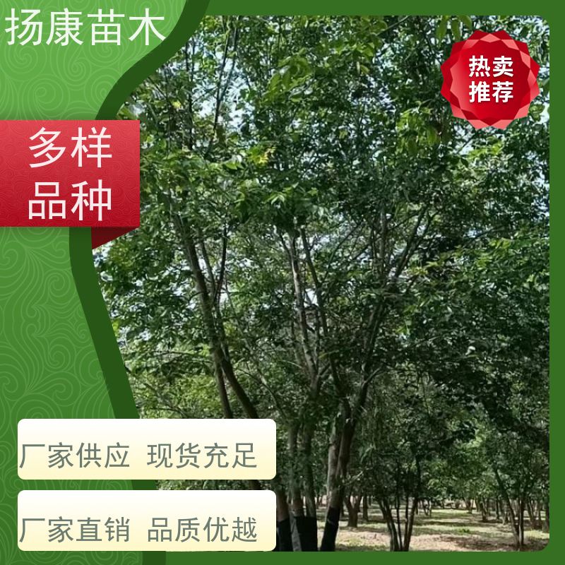 10公分丛生朴树 扬康苗木 抗风抗烟滞尘 容易存活 生长速度快
