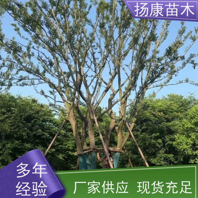 5米丛生朴树 扬康苗木 露地 观形 主干高2.8m 风景树