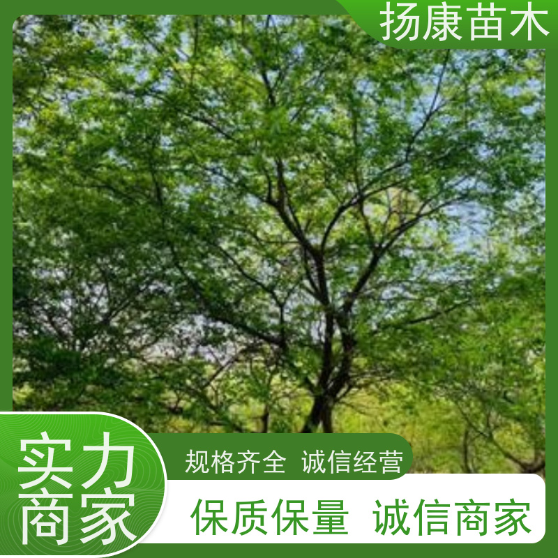 丛生朴树10米 扬康苗木 景区园林绿化工程树 行道树 源头厂家