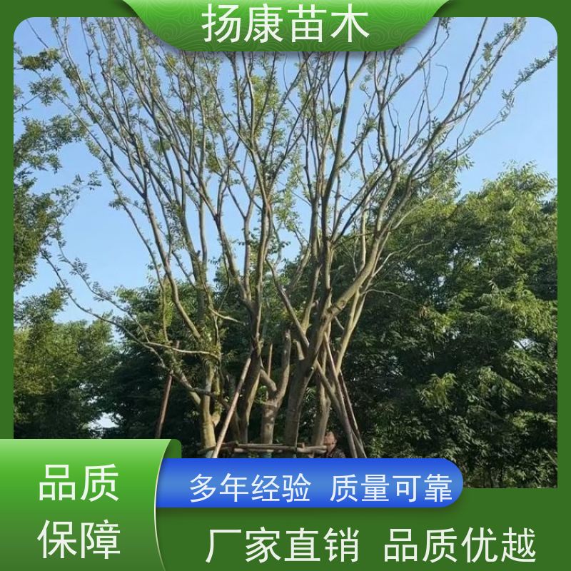 90公分丛生朴树 扬康苗木 露地 观形 主干高2.8m 风景树
