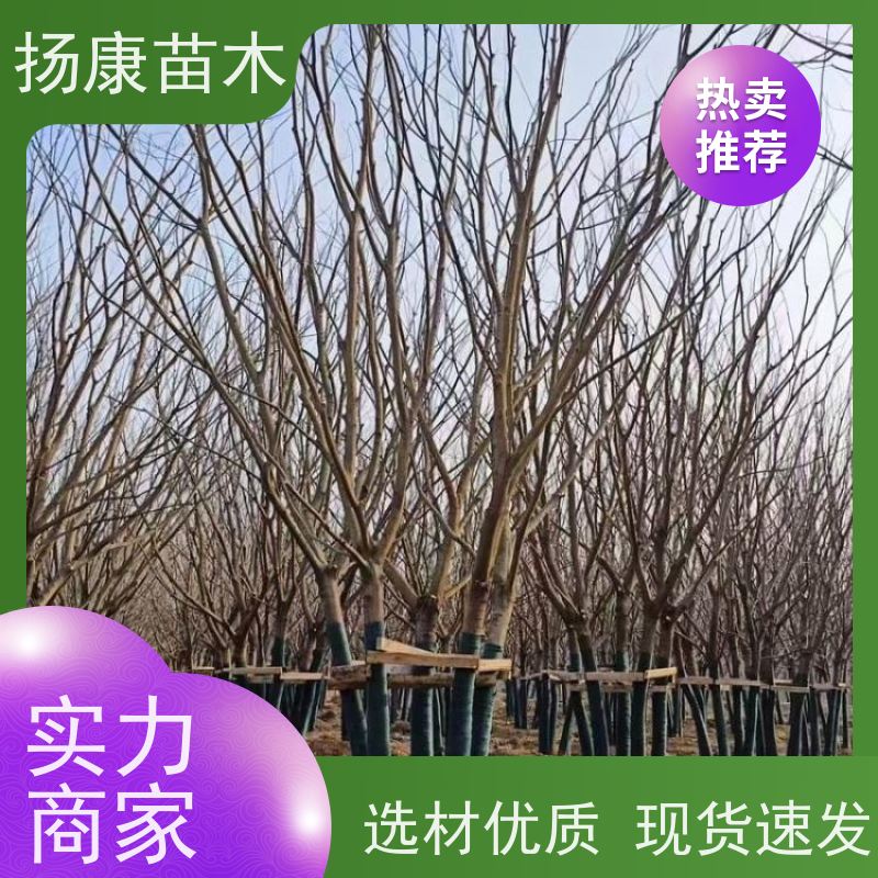朴树 扬康苗木 庭院小区庭荫树 规格齐全 树形优美