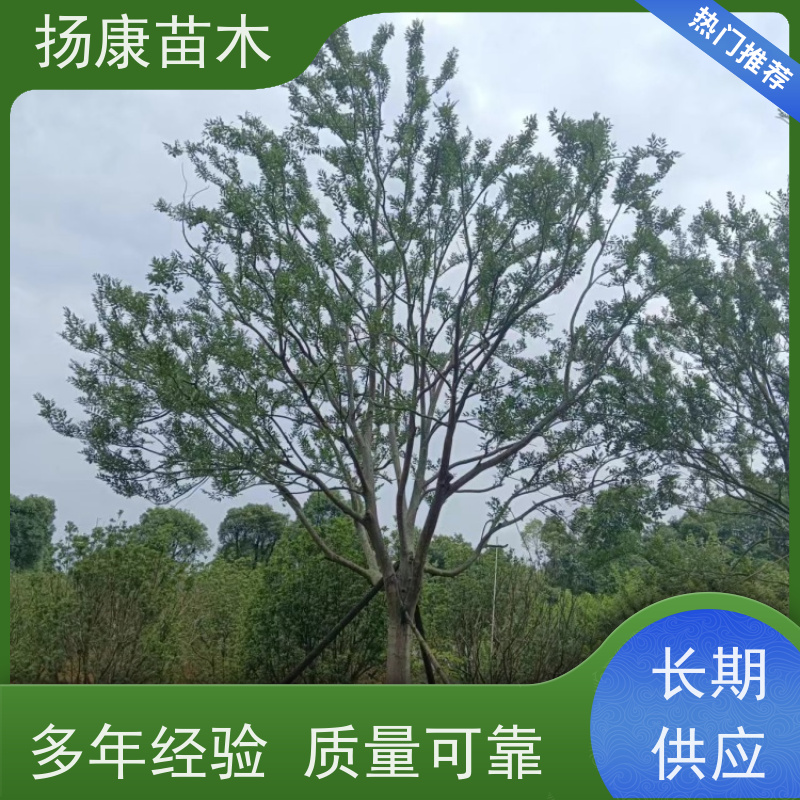 丛生朴树10米 扬康苗木 适温暖湿润气候 适生于肥沃平坦之地 基地发货