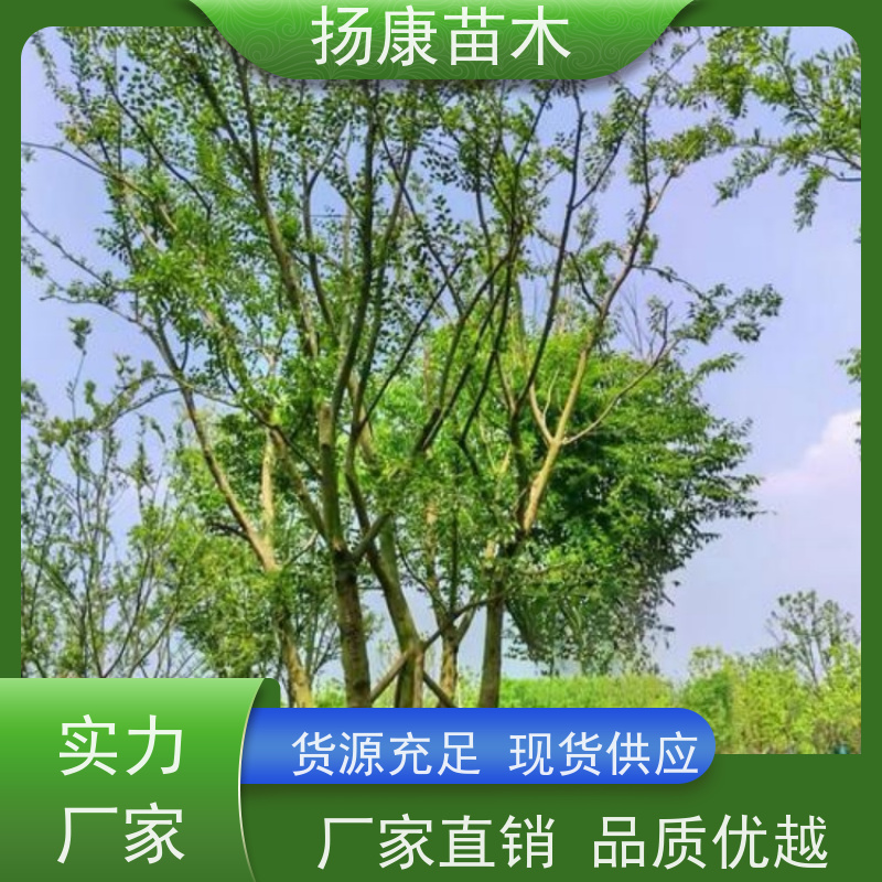 70公分丛生朴树 扬康苗木 自产自销 基地批量供应