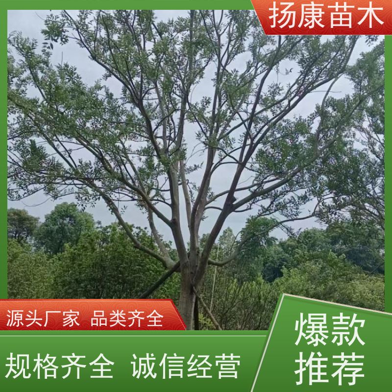 独杆丛生朴树 扬康苗木 大型乔木种植基地 工程行道树 存活率高