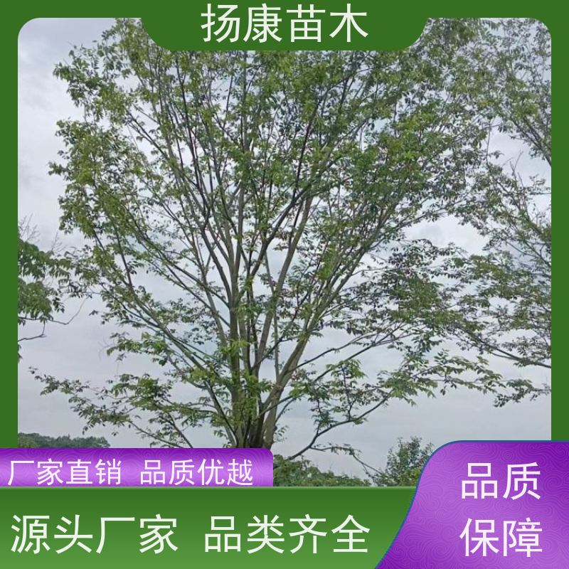 丛生朴树5米 扬康苗木 树形饱满 露天栽培 公园行道庭荫树
