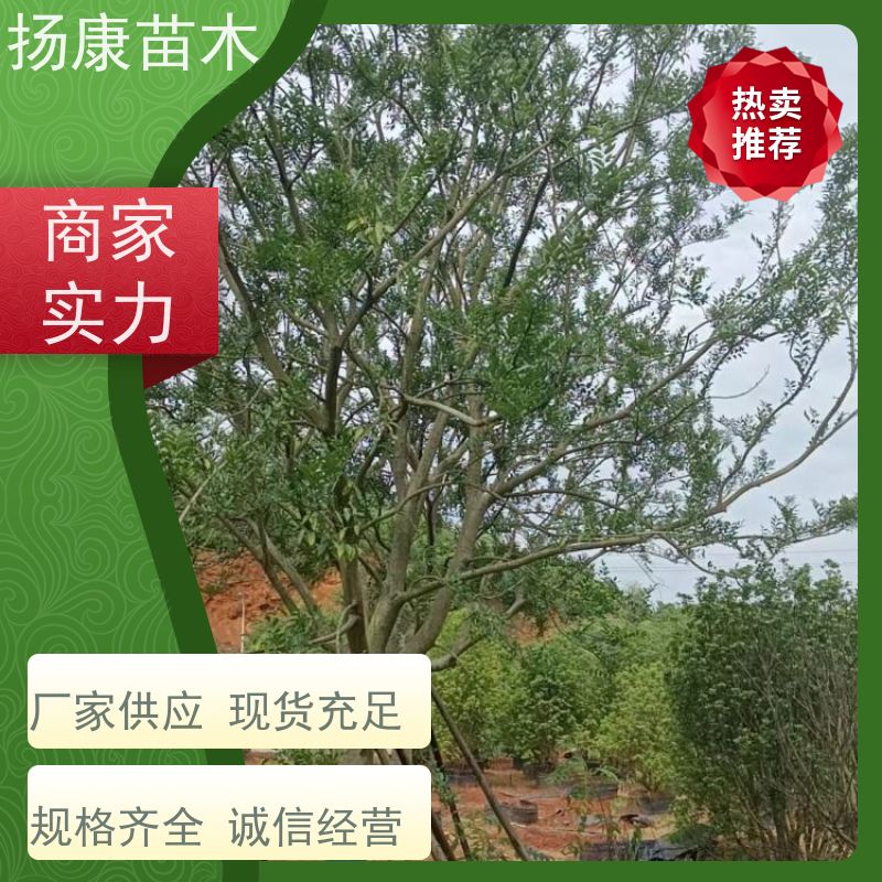 丛生朴树 扬康苗木 抗风抗烟滞尘 容易存活 生长速度快 观赏风景