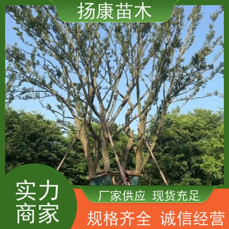 18公分丛生朴树 扬康苗木 庭院植物观赏树大型绿化树 适应能力强