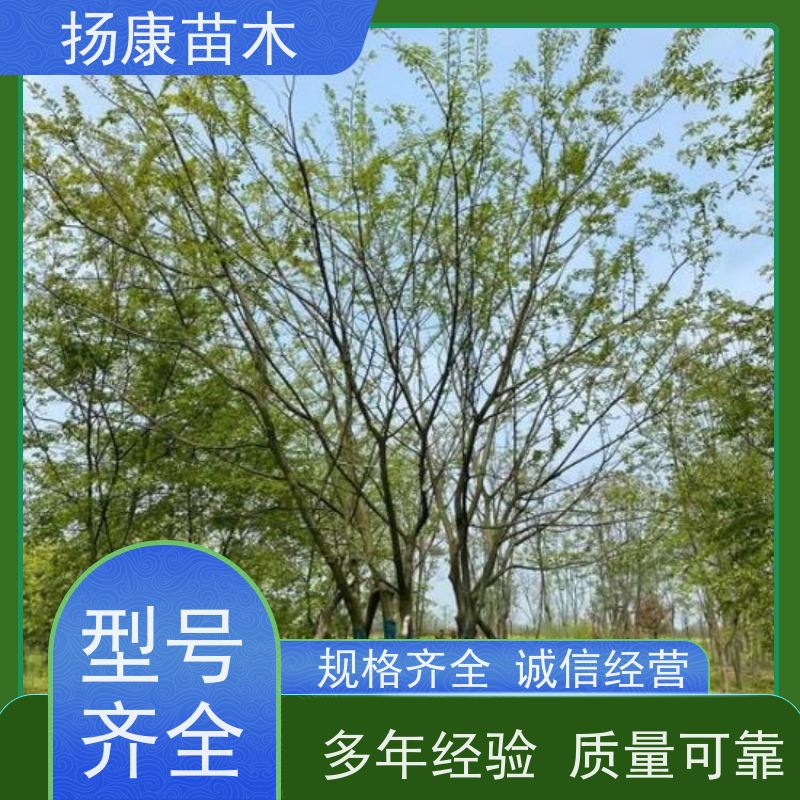 多分枝丛生朴树 扬康苗木 城市绿化工程行道树 现挖现发 基地直售
