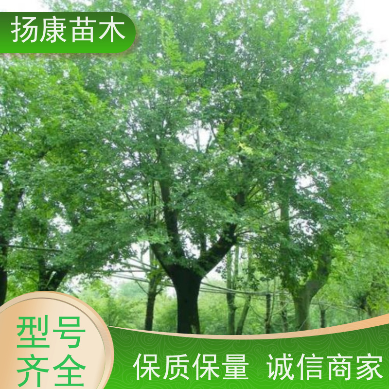 10米丛生朴树 扬康苗木 庭院植物观赏树大型绿化树 适应能力强