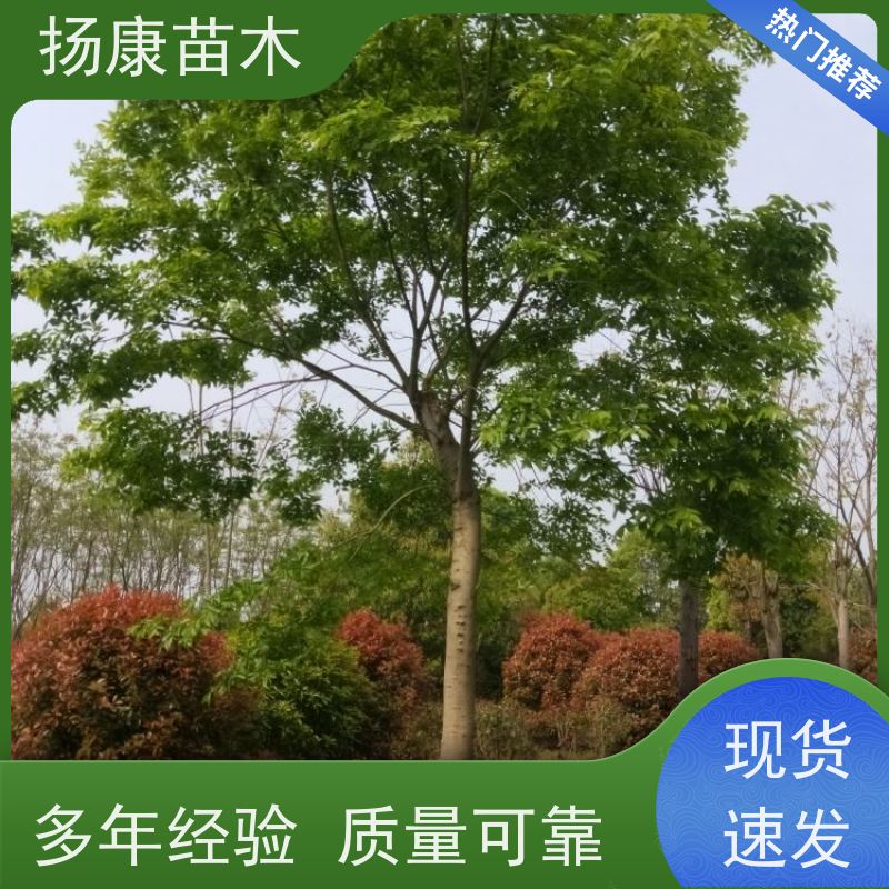 5米丛生朴树 扬康苗木 适温暖湿润气候 适生于肥沃平坦之地 基地发货