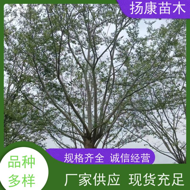 精品丛生朴树 扬康苗木 园林景观工程用 自然树冠造型美