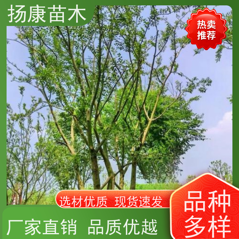 10米丛生朴树 扬康苗木 城市绿化工程行道树 现挖现发 基地直售