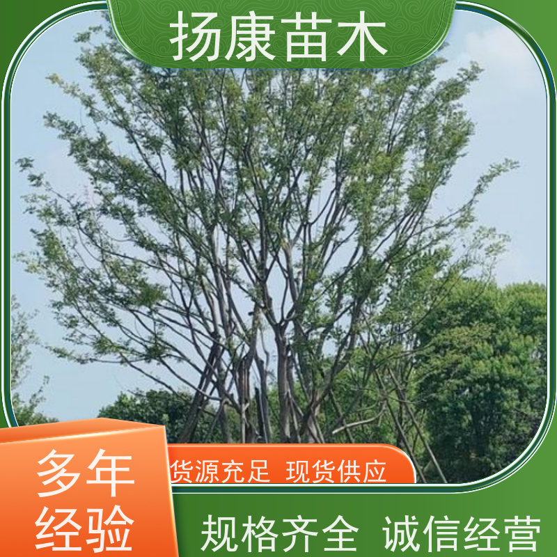 30公分丛生朴树 扬康苗木 庭院植物观赏树大型绿化树 适应能力强