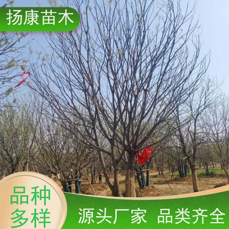 多分枝丛生朴树 扬康苗木 抗风抗烟滞尘 容易存活 生长速度快