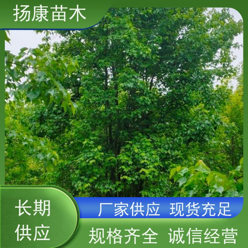 50公分丛生朴树 扬康苗木 露地 观形 主干高2.8m 风景树