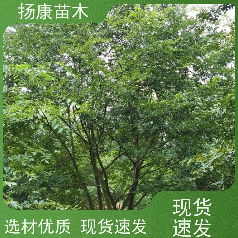 丛生朴树7米 扬康苗木 庭院植物观赏树大型绿化树 适应能力强