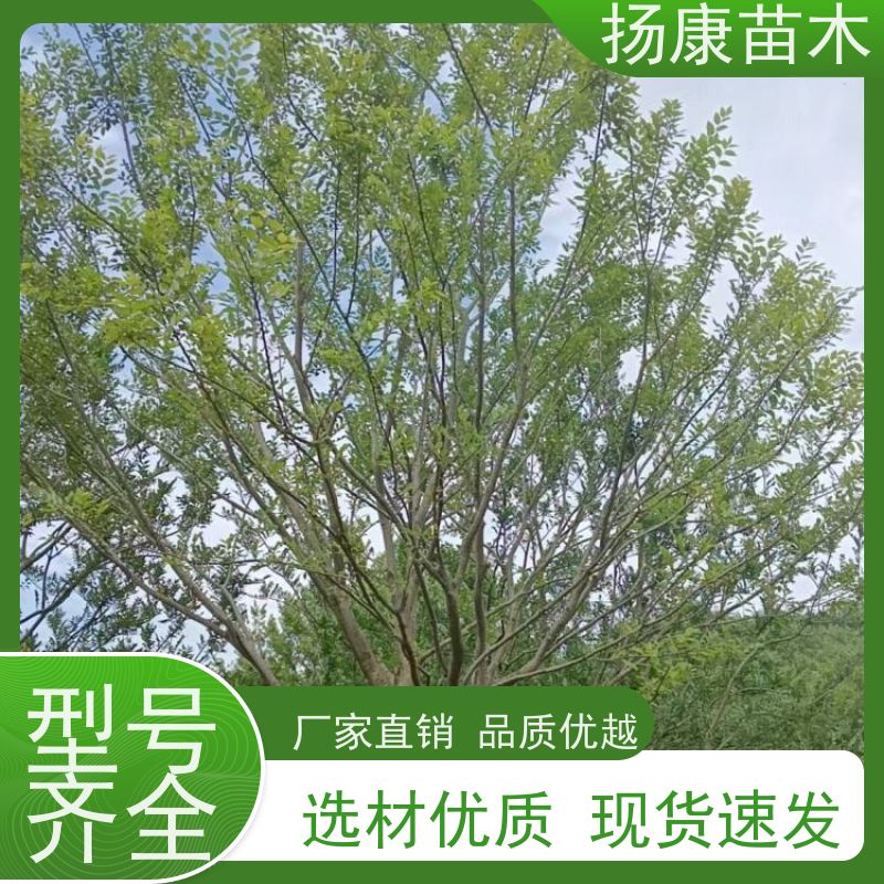 25公分丛生朴树 扬康苗木 公园道路风景树行道树 现挖现卖