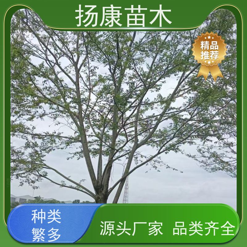 丛生朴树8米 扬康苗木 耐寒适应力较强适合公园庭院街道公路荫树
